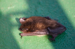 Hitchhiking fruit bat